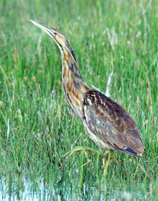 Bittern, American