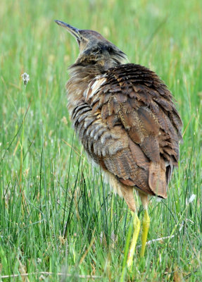 Bittern, American