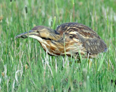 Bittern, American