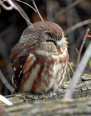 Owl Northern Saw-whetD-014.jpg
