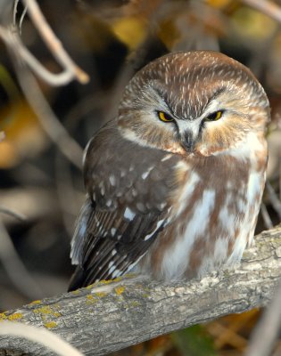 Owl Northern Saw-whetD-016.jpg