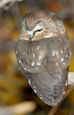 Owl Northern Saw-whetD-019.jpg