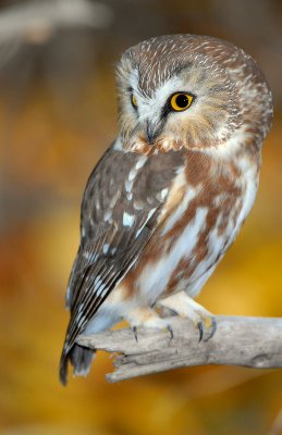 Owl Northern Saw-whetD-024.jpg