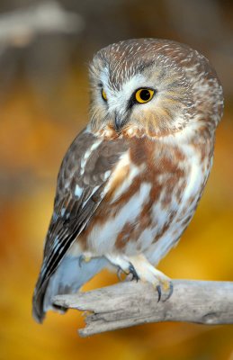 Owl Northern Saw-whetD-025.jpg