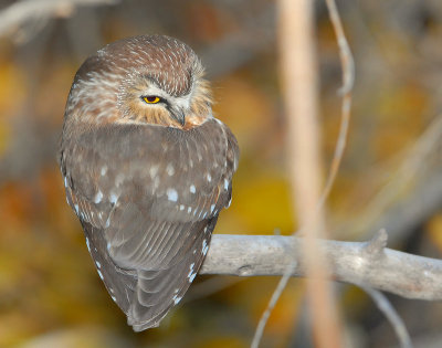 Owl Northern Saw-whetD-028.jpg