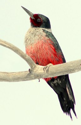 Woodpecker Lewis D-001.jpg