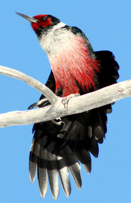 Woodpecker Lewis D-002.jpg