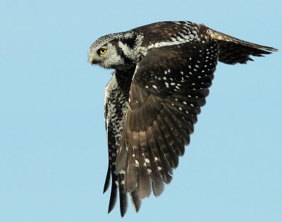 Owl Northern-hawk D-006.jpg