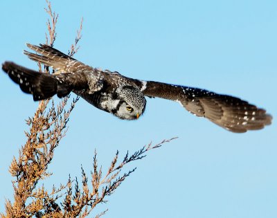 Owl Northern-hawk D-007.jpg