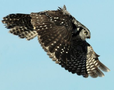 Owl Northern-hawk D-009.jpg