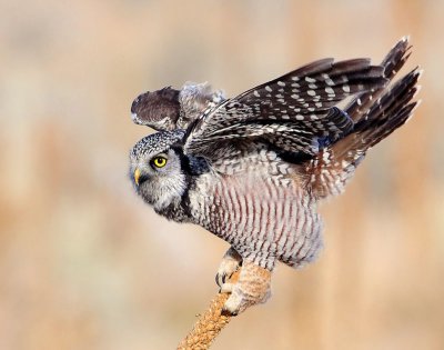 Owl Northern-hawk D-017.jpg