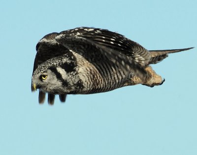 Owl Northern-hawk D-019.jpg