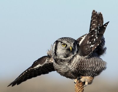 Owl Northern-hawk D-021.jpg