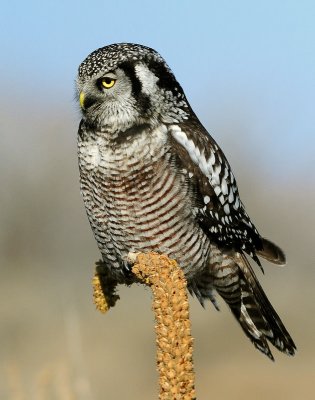 Owl Northern-hawk D-025.jpg