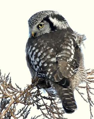 Owl Northern-hawk D-032.jpg