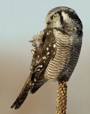 Owl Northern-hawk D-037.jpg