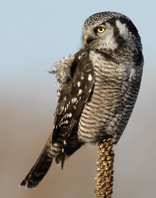Owl Northern-hawk D-038.jpg