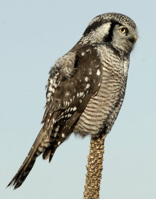 Owl Northern-hawk D-041.jpg