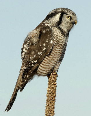 Owl Northern-hawk D-042.jpg