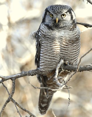 Owl Northern-hawk D-044.jpg