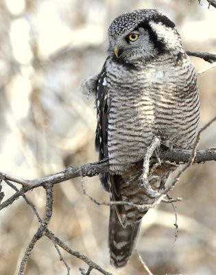Owl Northern-hawk D-045.jpg