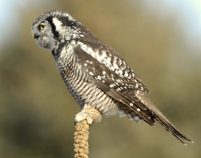 Owl Northern-hawk D-048.jpg