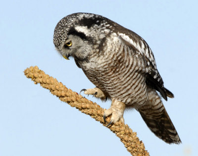 Owl Northern-hawk D-049.jpg