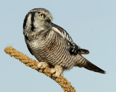 Owl Northern-hawk D-050.jpg