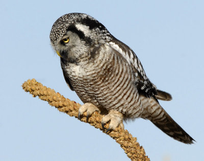 Owl Northern-hawk D-051.jpg
