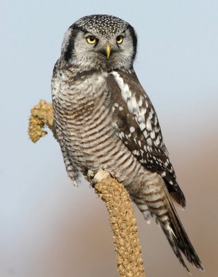 Owl, Northern-hawk