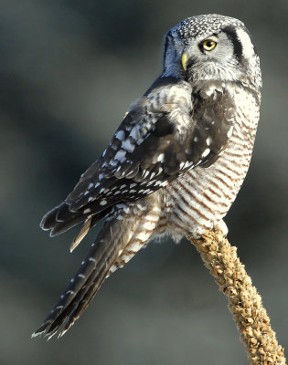 Owl Northern-hawk D-055.jpg