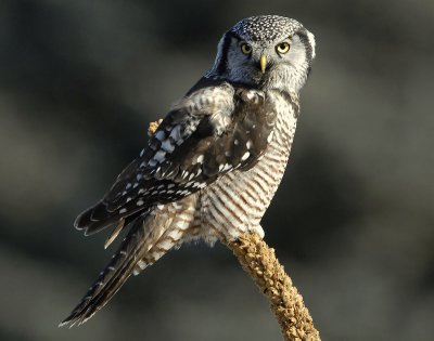Owl Northern-hawk D-056.jpg
