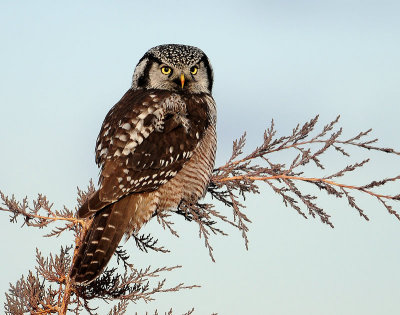 Owl Northern-hawk D-001.jpg