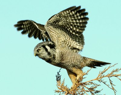 Owl Northern-hawk D-018.jpg