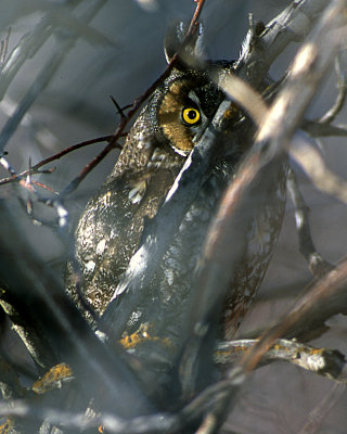Owl Long Eared S-835.jpg