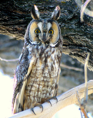 Owl Long Eared S-875.jpg