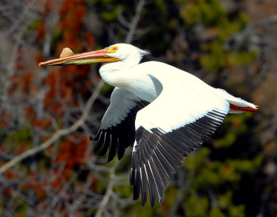 Pelican, American White