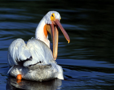 Pelican WhiteS-1180.jpg