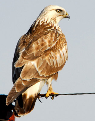 Hawk, Rough-legged 015.jpg