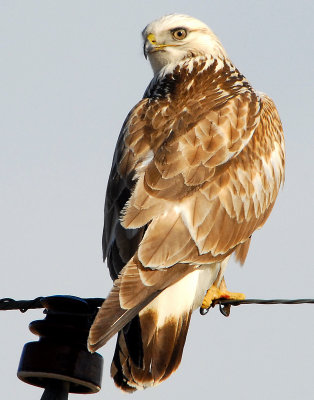 Hawk, Rough-legged 014.jpg