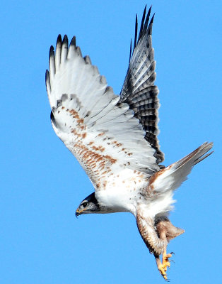 Hawk Ferruginous 018.jpg