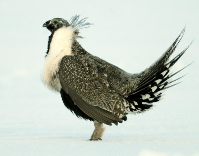 Grouse Greater Sage D-109.jpg