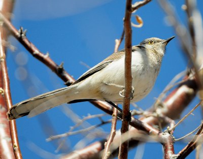 Mockingbird Northern D-023.jpg