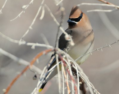 Waxwing Cedar D-028.jpg