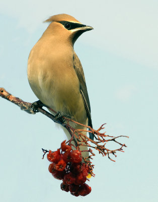 Waxwing Cedar D-024.jpg