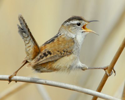 Wren, Marsh