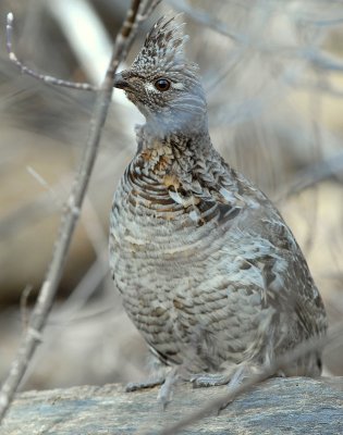 Grouse Ruffed D-002.jpg