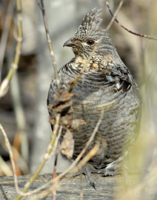 Grouse Ruffed D-006.jpg