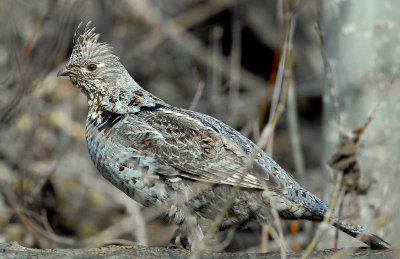 Grouse Ruffed D-007.jpg