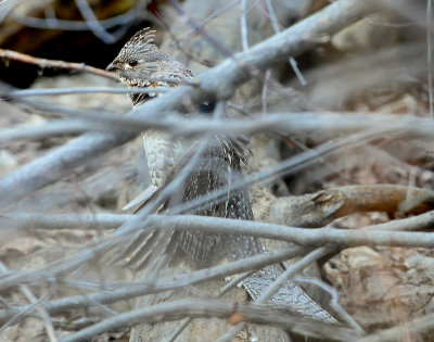 Grouse Ruffed D-012.jpg